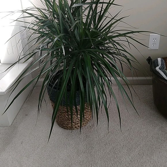 Meet your Posher, Susan - Picture 1 of 1